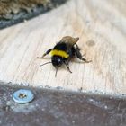 Bombus