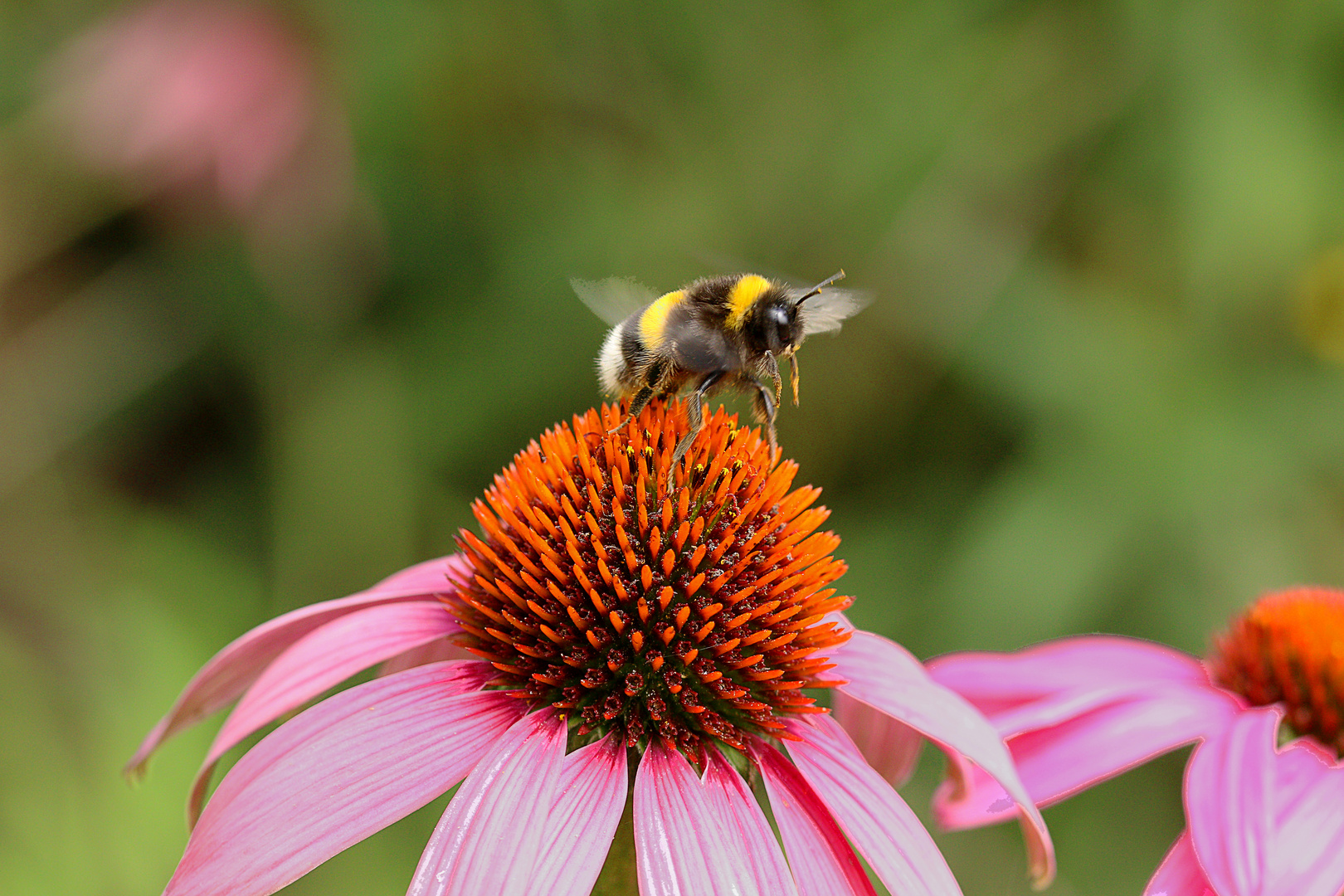 bombus