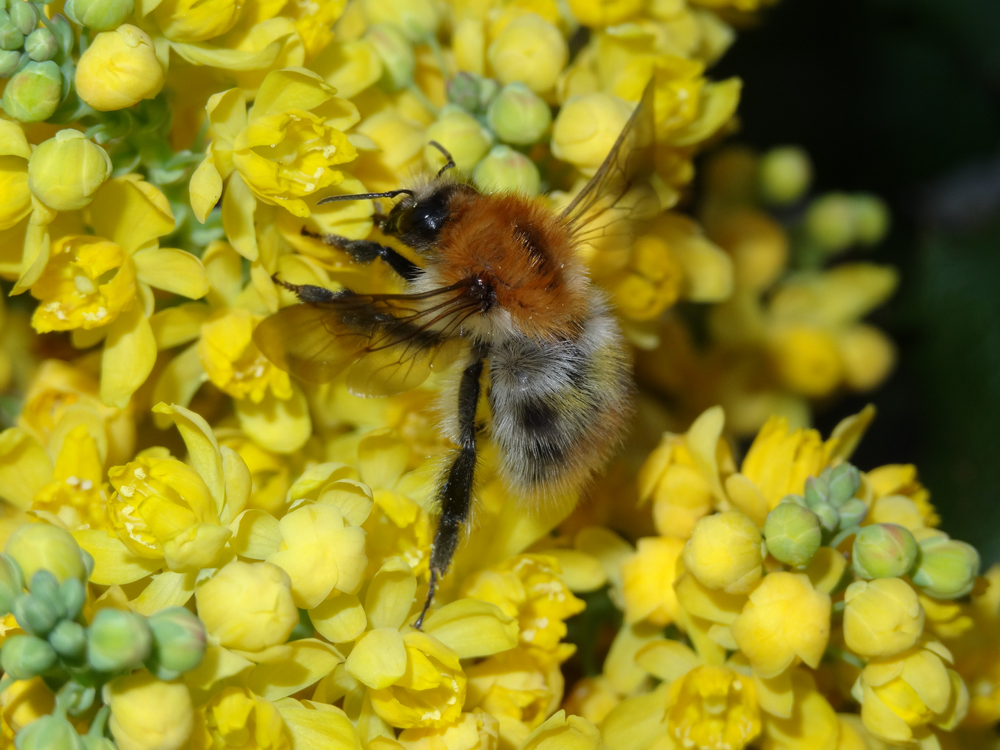 Bombus auf Mahonia...