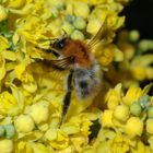 Bombus auf Mahonia...