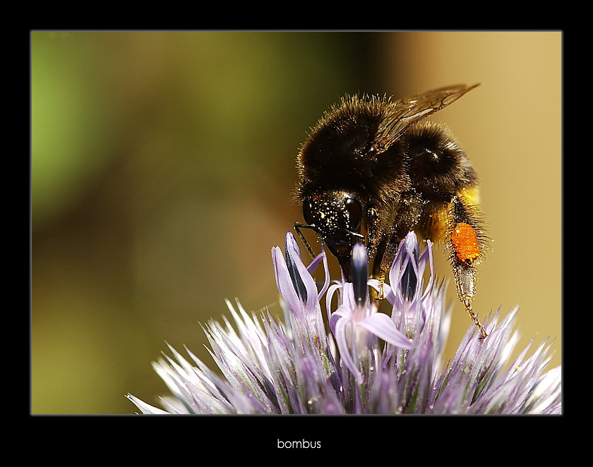 bombus