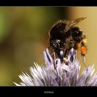 bombus