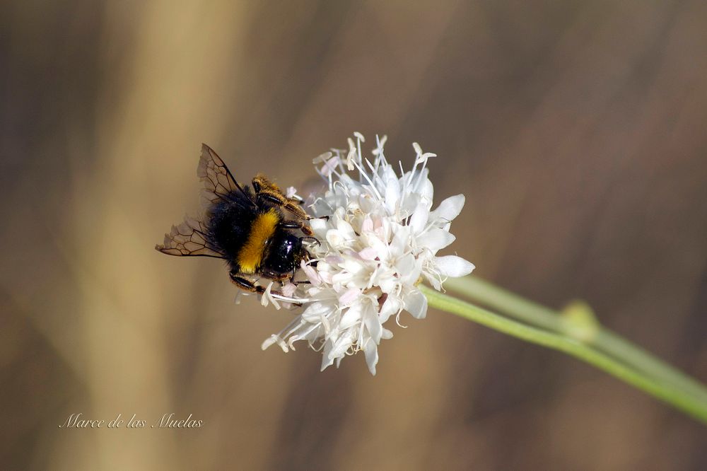 ...bombus...