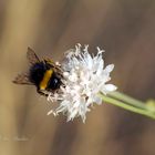 ...bombus...