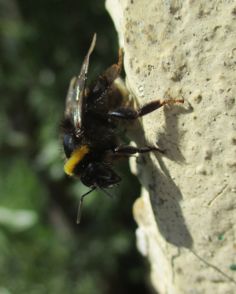 Bombus bohemicus  Böhmische Kuckuckshummel 