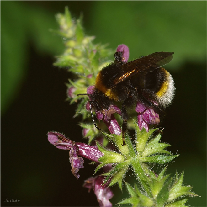 Bombus bombus ...