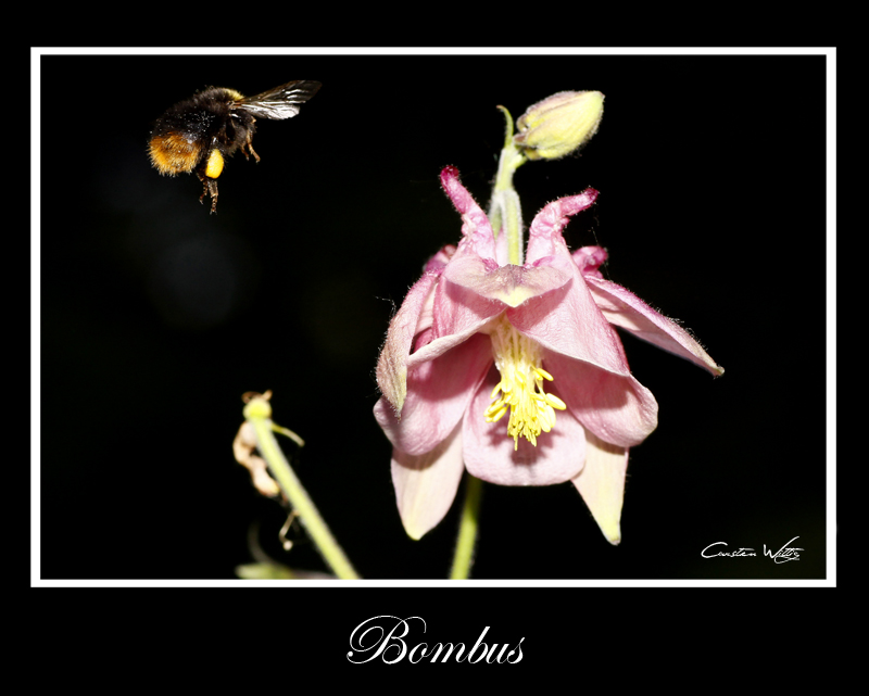 -= Bombus =-