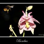 -= Bombus =-