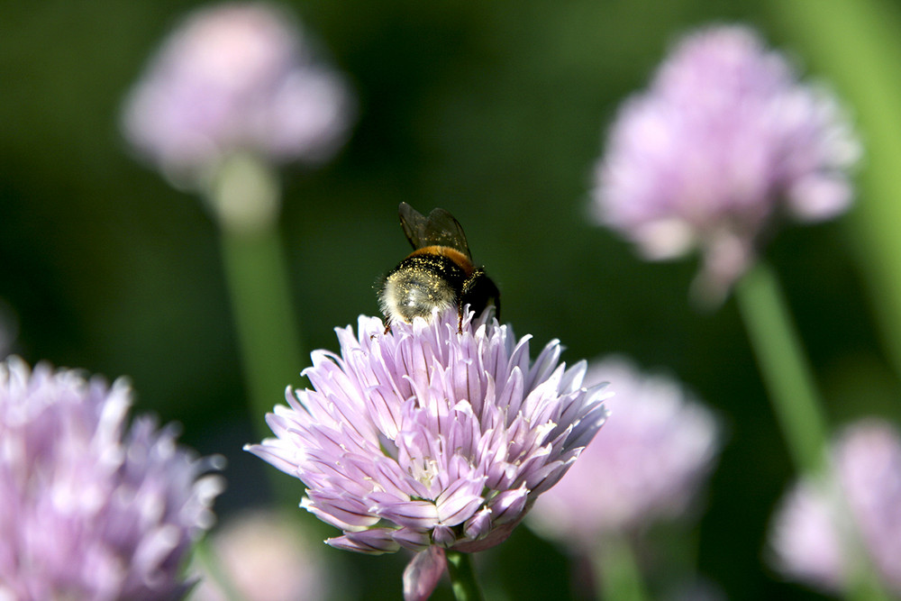 Bombus