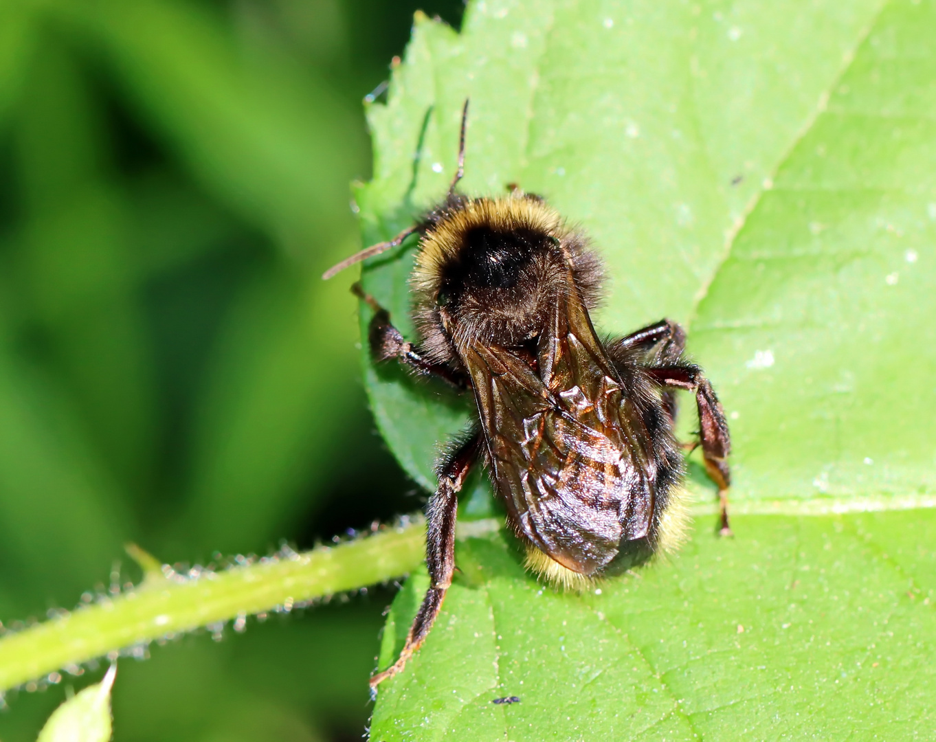 Bombus campestris