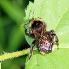 Bombus campestris