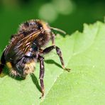 Bombus campestris Nr.1