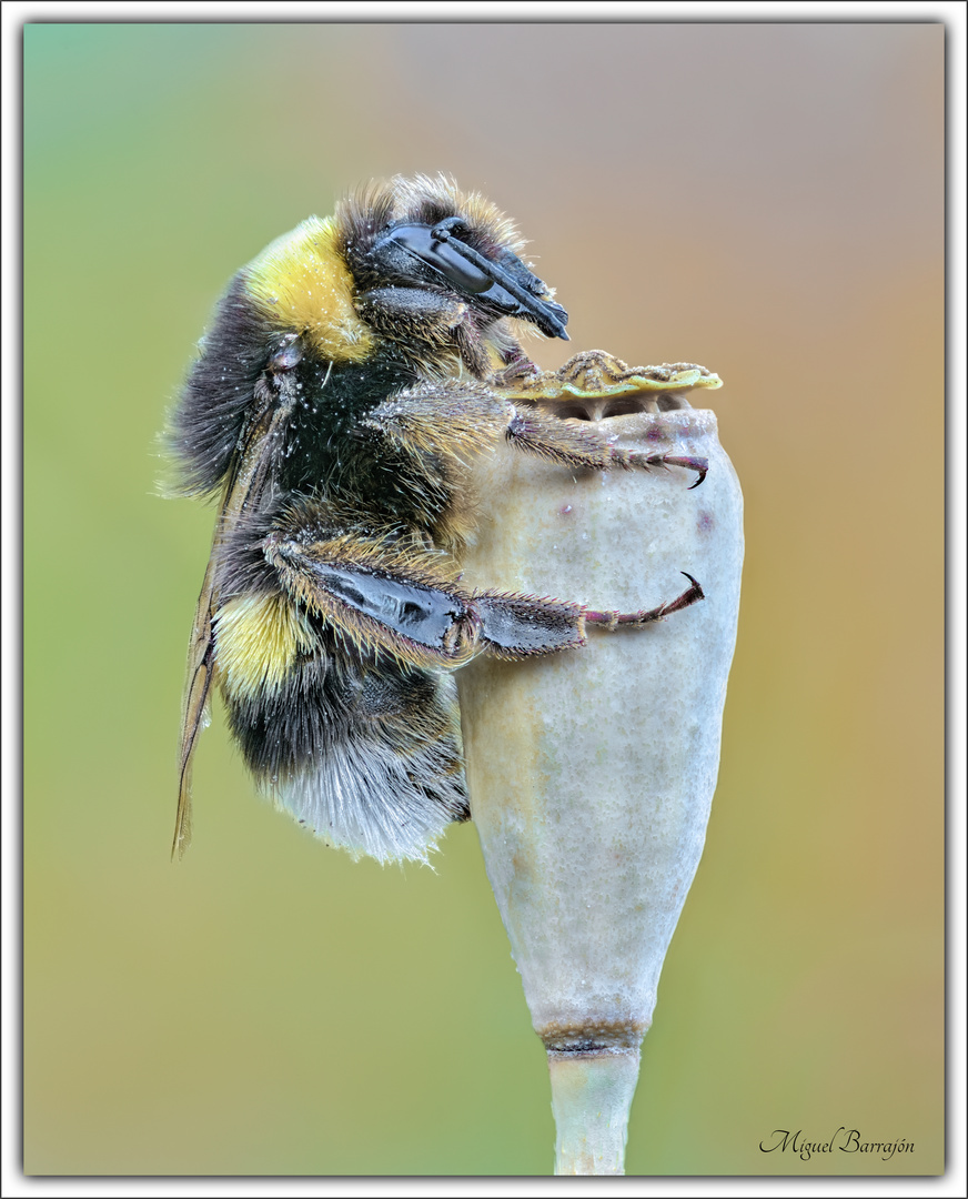 Bombus cryptarum