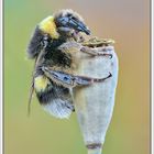 Bombus cryptarum