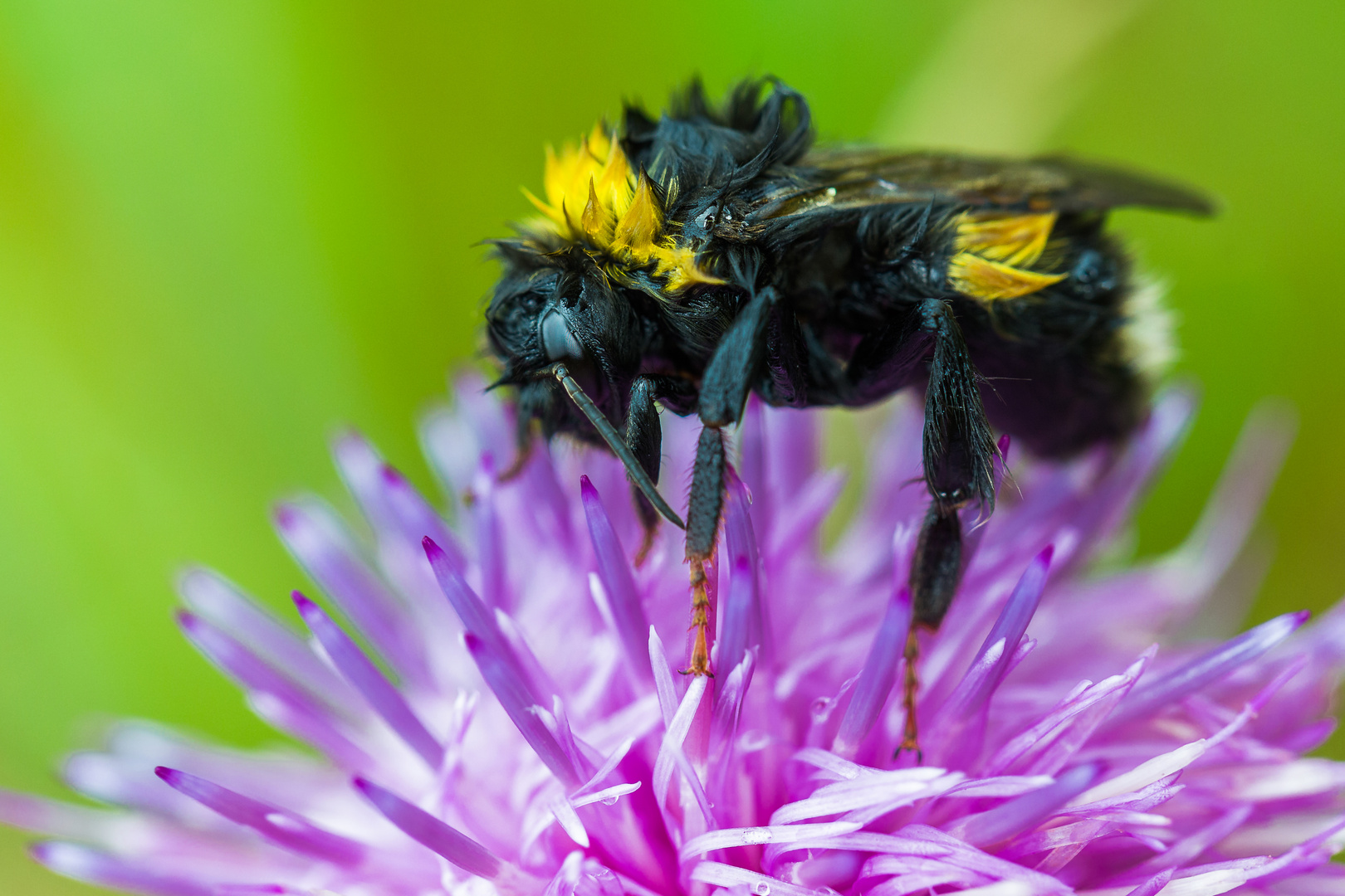 Bombus