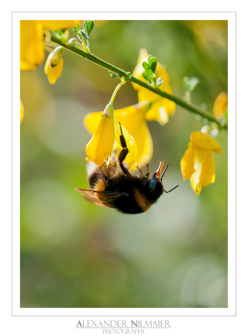 Bombus