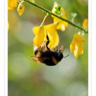 Bombus