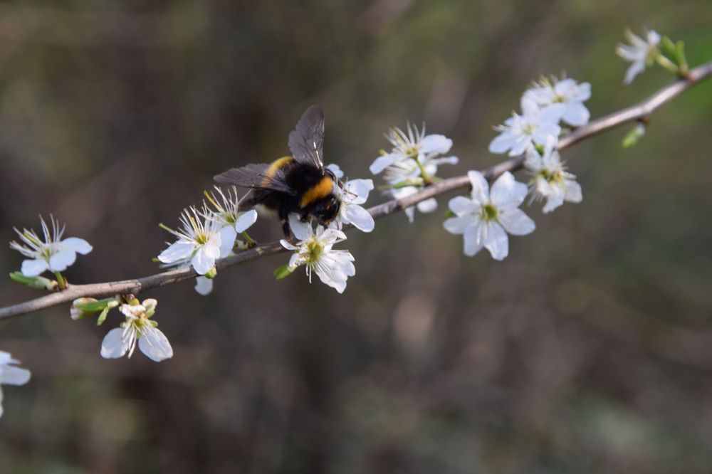 Bombus