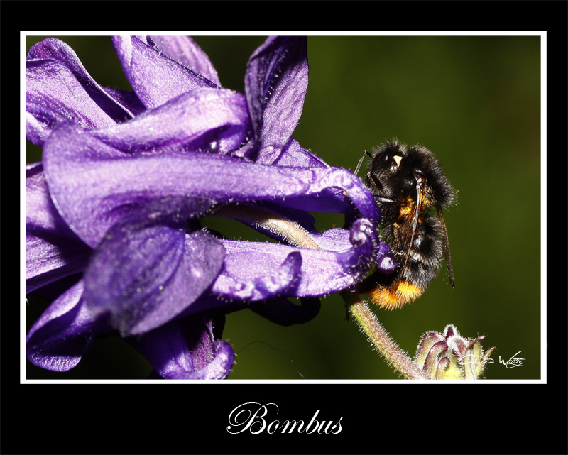 -- Bombus --