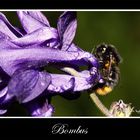 -- Bombus --