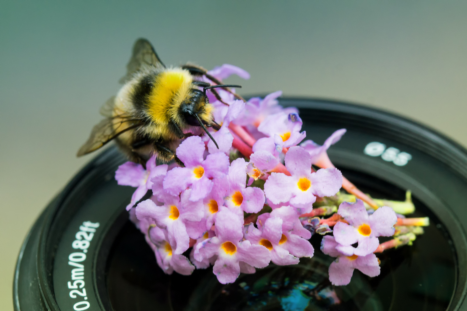 Bombus ganz "objektiv" gesehen....