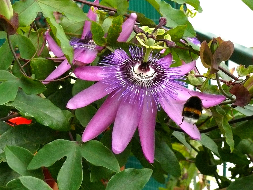 Bombus hortorum