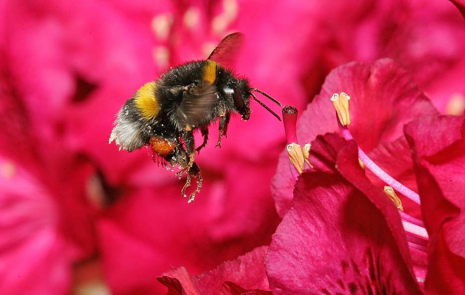 Bombus im Anflug (c)