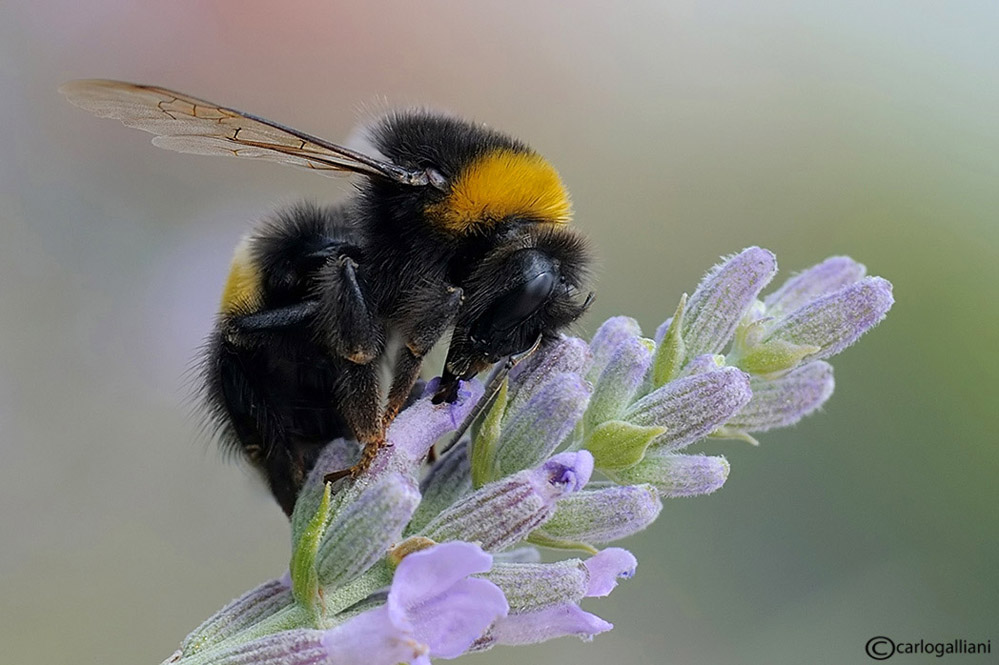 Bombus in toni pastello