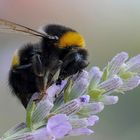 Bombus in toni pastello