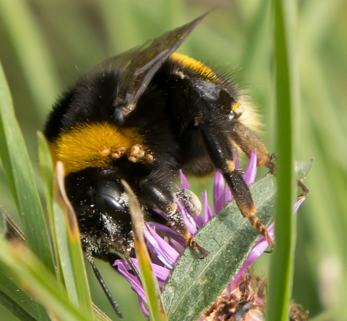 Bombus Iucorum