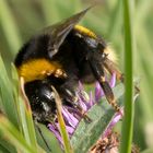 Bombus Iucorum