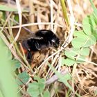 Bombus lapidarius