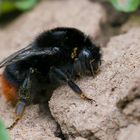 Bombus lapidarius