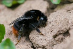 Bombus lapidarius