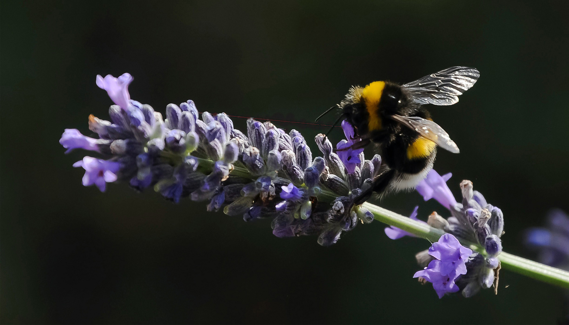  Bombus lucorum