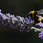  Bombus lucorum