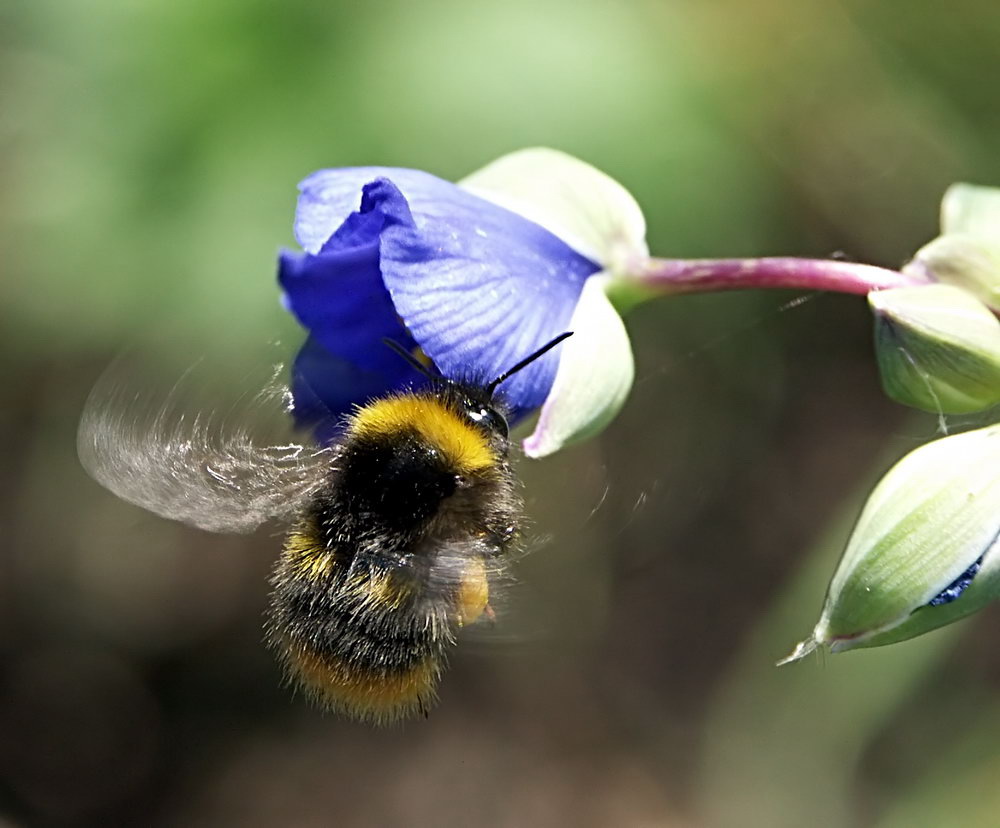 Bombus lucorum im Anflug