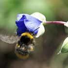 Bombus lucorum im Anflug