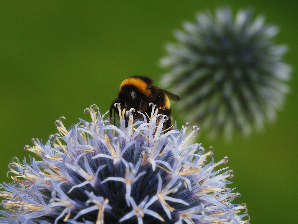 Bombus Magnus