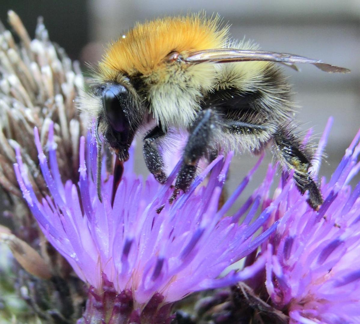 Bombus muscorum