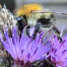 Bombus muscorum