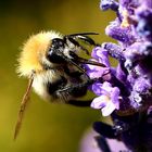 Bombus pascuorum