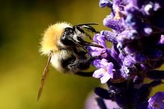 Bombus pascuorum