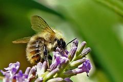 Bombus pascuorum