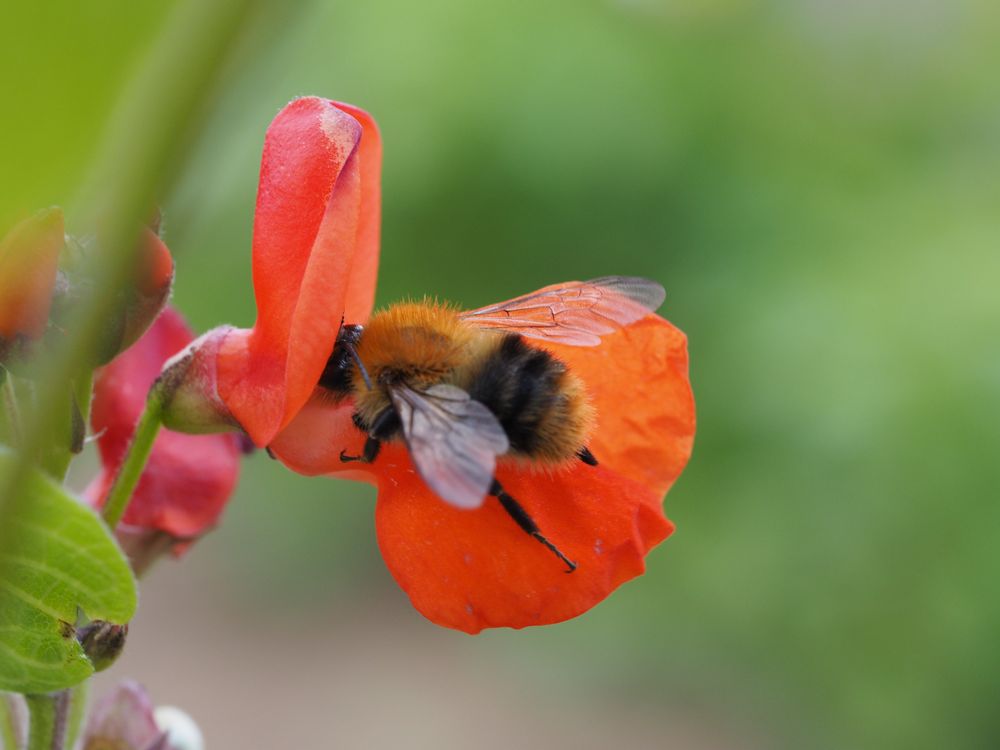 Bombus pascuorum