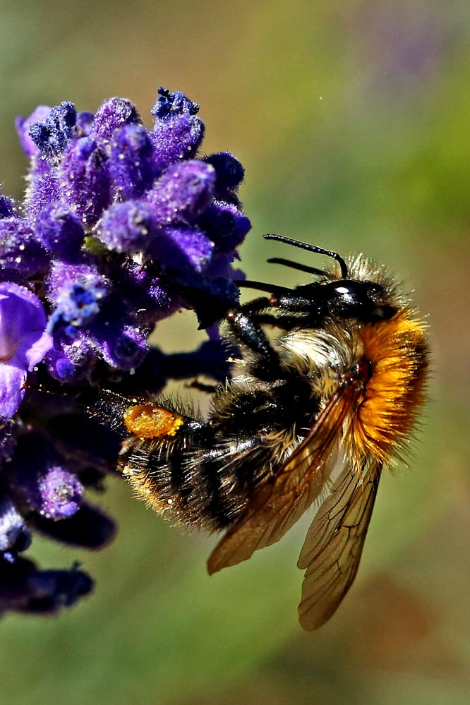 Bombus pascuorum