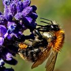 Bombus pascuorum