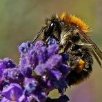 Bombus pascuorum ..