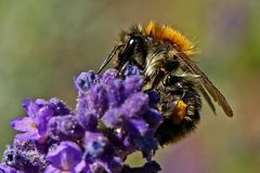 Bombus pascuorum ..