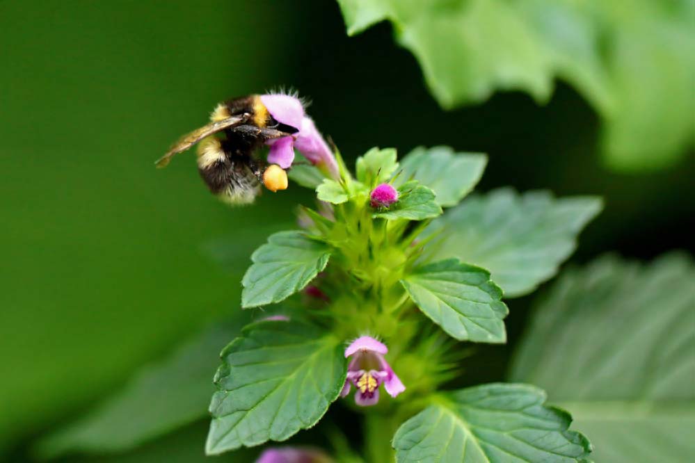 Bombus pascuorum